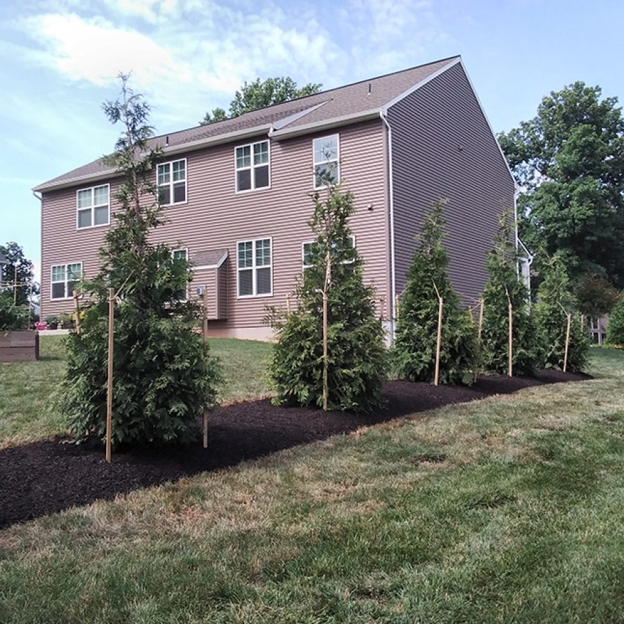 Top-Notch Tree Services for You